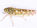 Eupteryx decemnotata